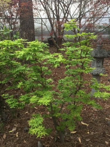 Acer palmatum 'Winter Flame' - mapleridgenursery
